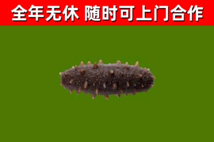 竹溪县回收海参干